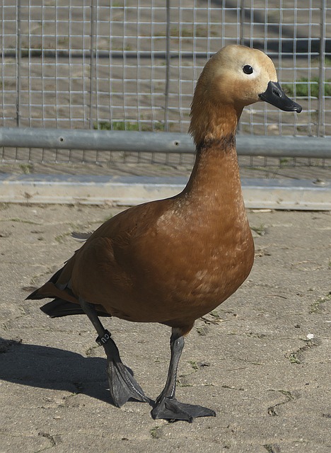 基础