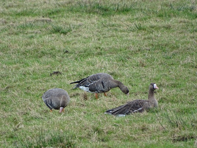 及后防线上 及后防线上